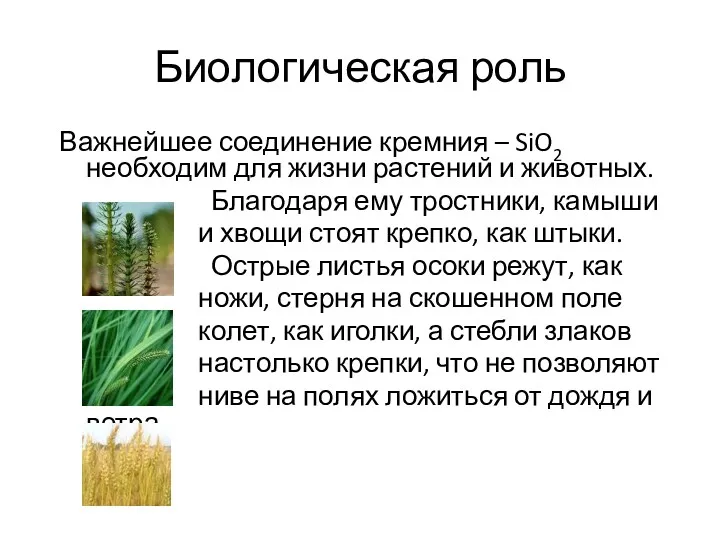 Биологическая роль Важнейшее соединение кремния – SiO2 необходим для жизни