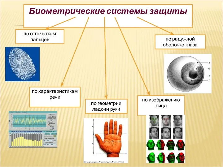 Биометрические системы защиты по отпечаткам пальцев по характеристикам речи по геометрии ладони руки