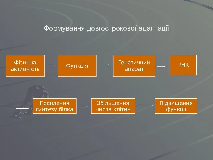 Формування довгострокової адаптації Фізична активність Функція Генетичний апарат РНК Посилення