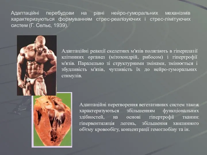 Адаптаційні перебудови на рівні нейро-гуморальних механізмів характеризуються формуванням стрес-реалізуючих і