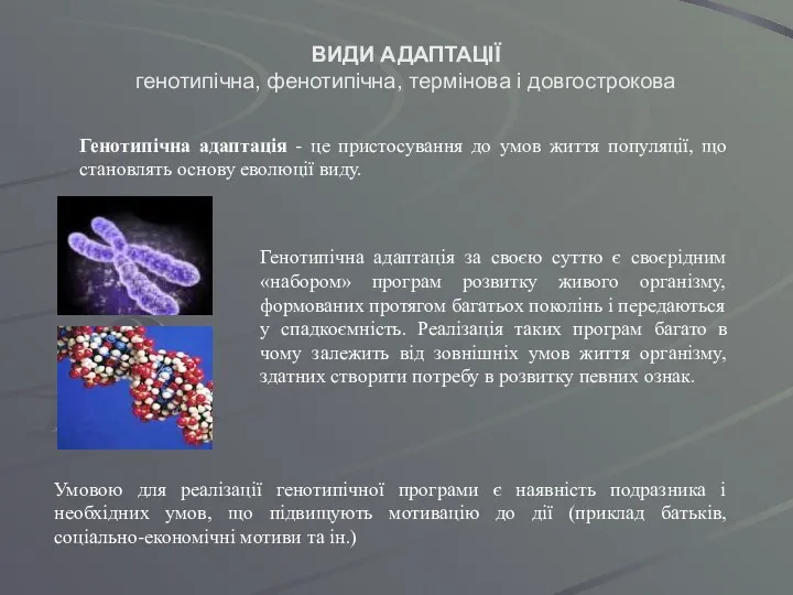 ВИДИ АДАПТАЦІЇ генотипічна, фенотипічна, термінова і довгострокова Генотипічна адаптація -