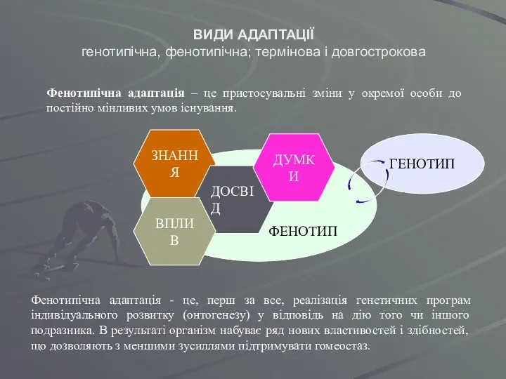 ГЕНОТИП ФЕНОТИП ВИДИ АДАПТАЦІЇ генотипічна, фенотипічна; термінова і довгострокова Фенотипічна