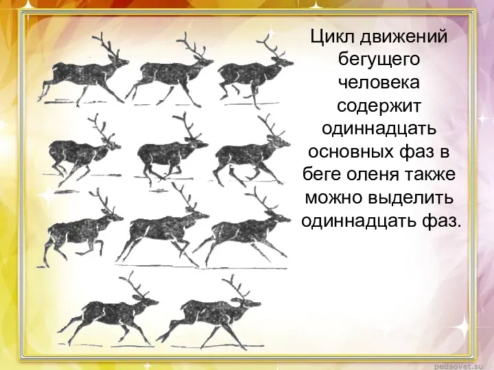 Цикл движений бегущего человека содержит одиннадцать основных фаз в беге оленя также можно выделить одиннадцать фаз.