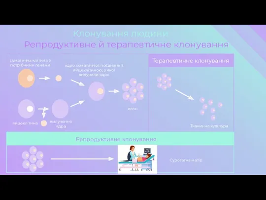 Репродуктивне й терапевтичне клонування Репродуктивне клонування Сурогатна матір Клонування людини