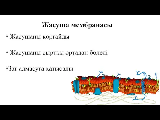 Жасуша мембранасы Жасушаны қорғайды Жасушаны сыртқы ортадан бөледі Зат алмасуға қатысады