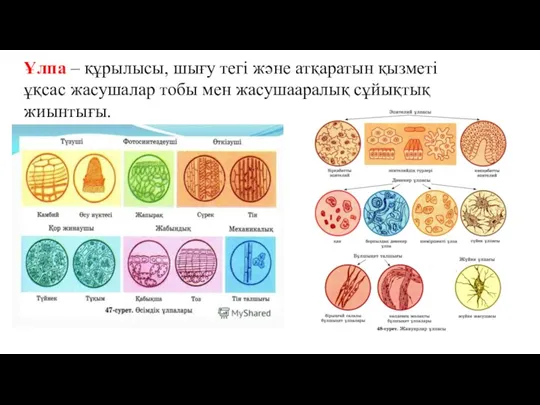 Ұлпа – құрылысы, шығу тегі және атқаратын қызметі ұқсас жасушалар тобы мен жасушааралық сұйықтық жиынтығы.