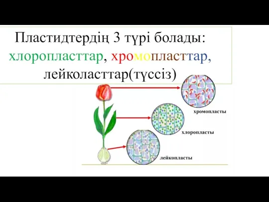 Пластидтердің 3 түрі болады: хлоропласттар, хромопласттар, лейколасттар(түссіз)