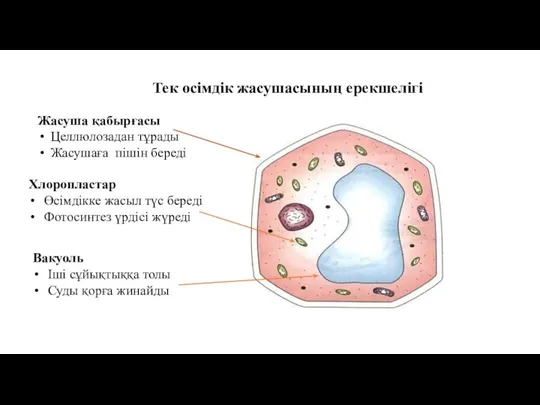 Тек өсімдік жасушасының ерекшелігі Жасуша қабырғасы Целлюлозадан тұрады Жасушаға пішін