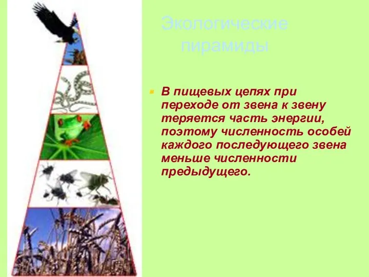 Экологические пирамиды В пищевых цепях при переходе от звена к