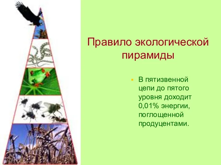 В пятизвенной цепи до пятого уровня доходит 0,01% энергии, поглощенной продуцентами. Правило экологической пирамиды