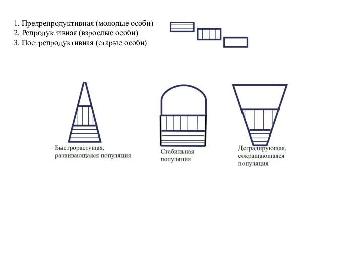 1. Предрепродуктивная (молодые особи) 2. Репродуктивная (взрослые особи) 3. Пострепродуктивная (старые особи)