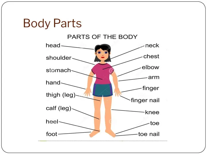 Body Parts