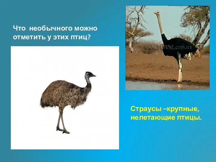 Что необычного можно отметить у этих птиц? Страусы –крупные, нелетающие птицы.