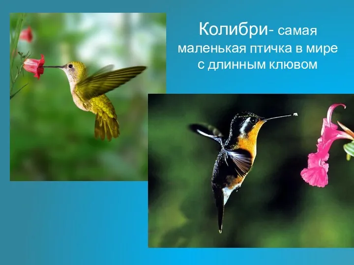 Колибри- самая маленькая птичка в мире с длинным клювом