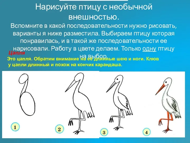 Домашнее задание: Нарисуйте птицу с необычной внешностью. Вспомните в какой