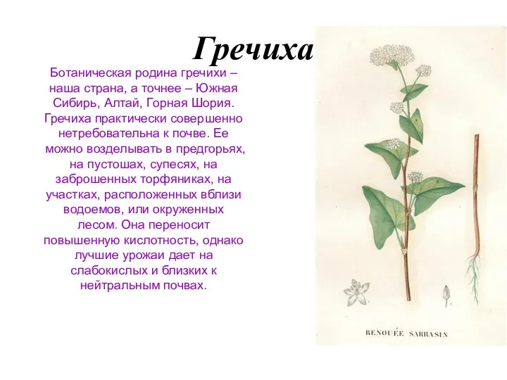 Гречиха Ботаническая родина гречихи – наша страна, а точнее – Южная Сибирь, Алтай,