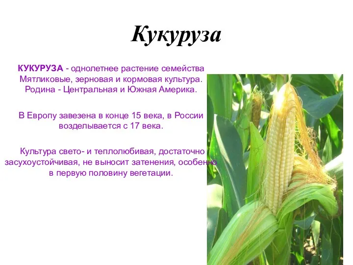 Кукуруза КУКУРУЗА - однолетнее растение семейства Мятликовые, зерновая и кормовая культура. Родина -
