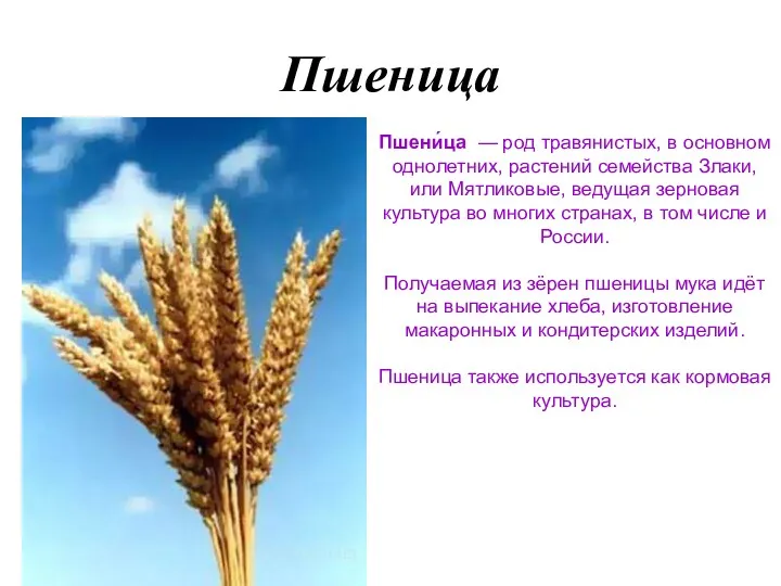 Пшеница Пшени́ца — род травянистых, в основном однолетних, растений семейства Злаки, или Мятликовые,