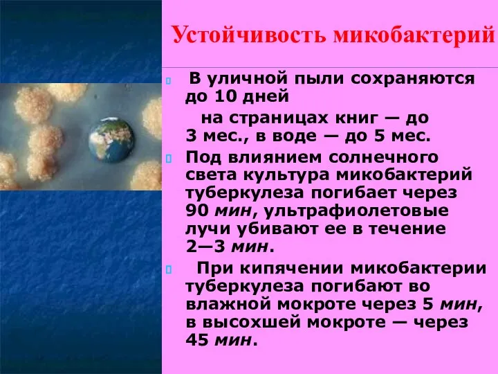 Устойчивость микобактерий В уличной пыли сохраняются до 10 дней на