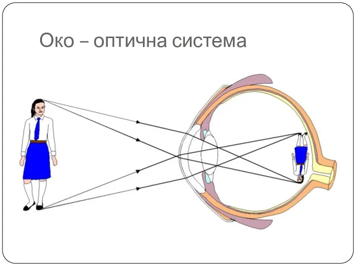 Око – оптична система