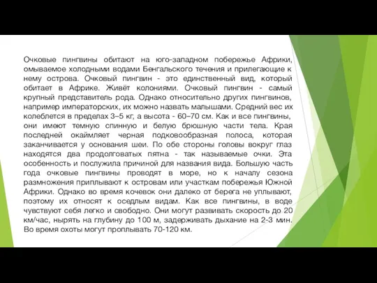 Очковые пингвины обитают на юго-западном побережье Африки, омываемое холодными водами