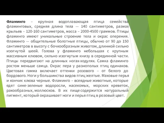 Фламинго – крупная водоплавающая птица семейства фламинговых, средняя длина тела