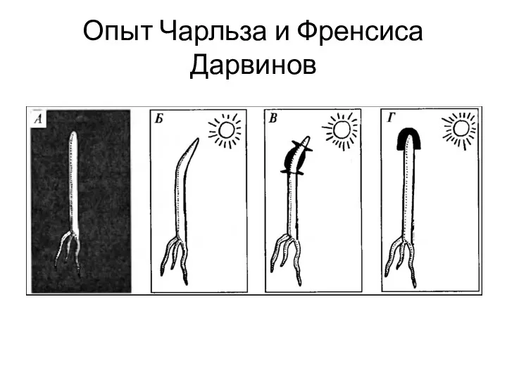 Опыт Чарльза и Френсиса Дарвинов