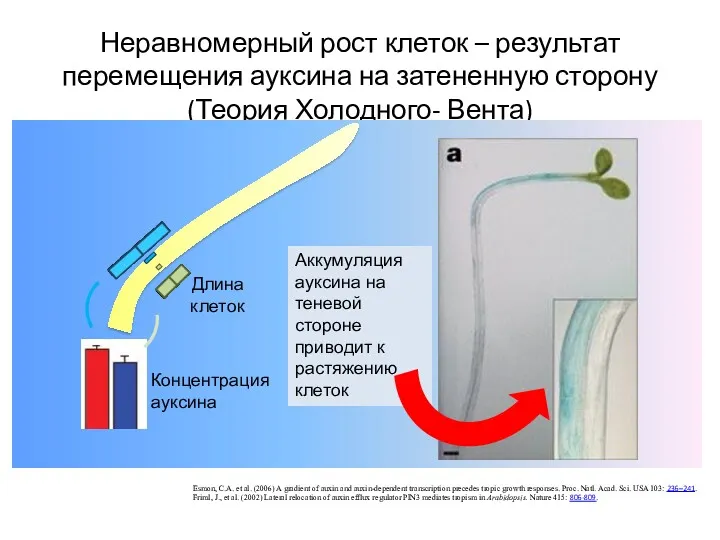 Неравномерный рост клеток – результат перемещения ауксина на затененную сторону