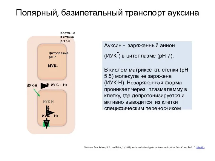 Полярный, базипетальный транспорт ауксина Redrawn from Robert, H.S., and Friml,