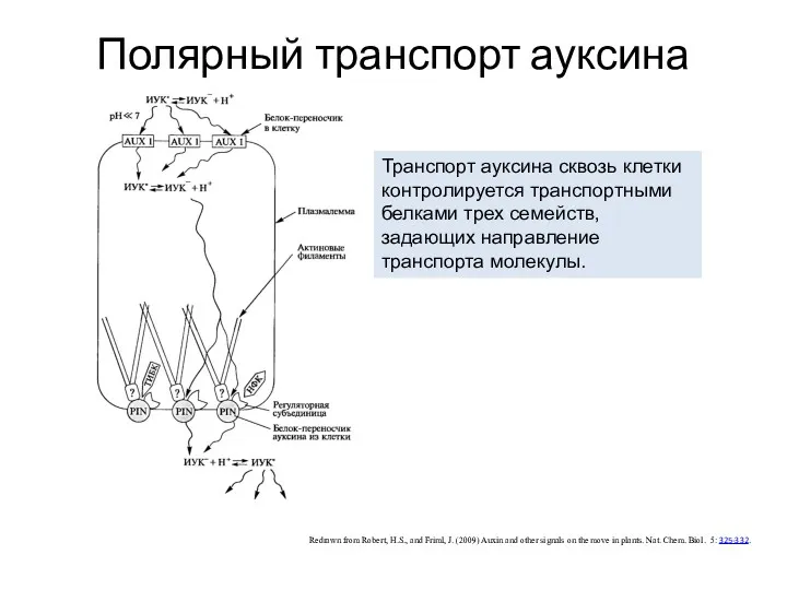 Полярный транспорт ауксина Redrawn from Robert, H.S., and Friml, J.