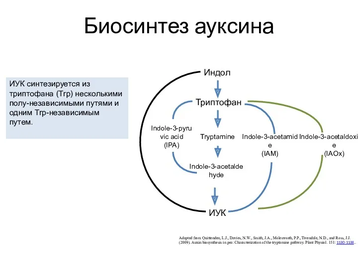 Биосинтез ауксина Adapted from Quittenden, L.J., Davies, N.W., Smith, J.A.,