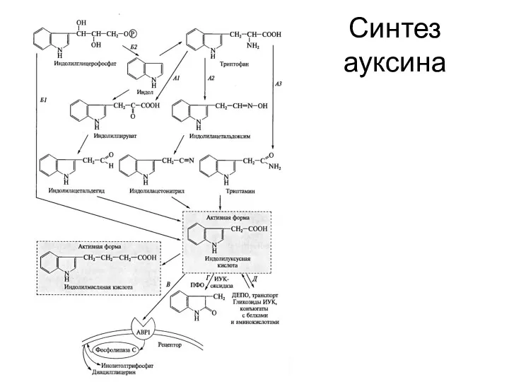 Синтез ауксина