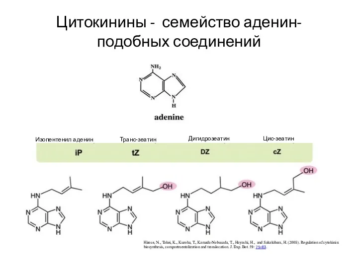 Цитокинины - семейство аденин-подобных соединений Hirose, N., Takei, K., Kuroha,