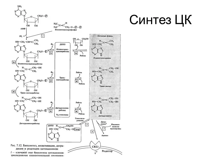 Синтез ЦК