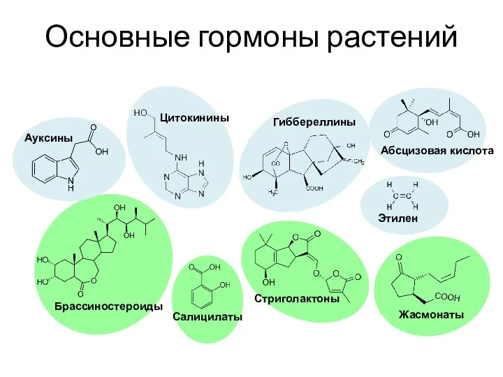 Основные гормоны растений