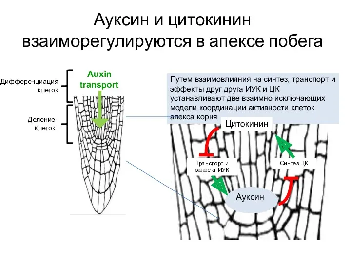 Ауксин и цитокинин взаиморегулируются в апексе побега