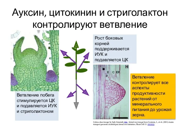 Ауксин, цитокинин и стриголактон контролируют ветвление Coleus shoot image by