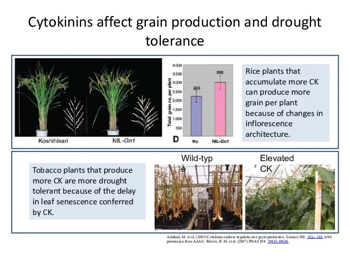 Cytokinins affect grain production and drought tolerance Ashikari, M. et