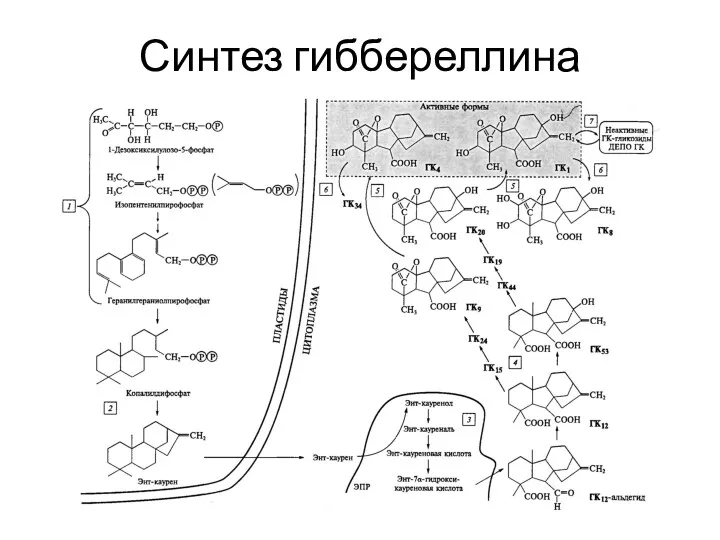 Синтез гиббереллина