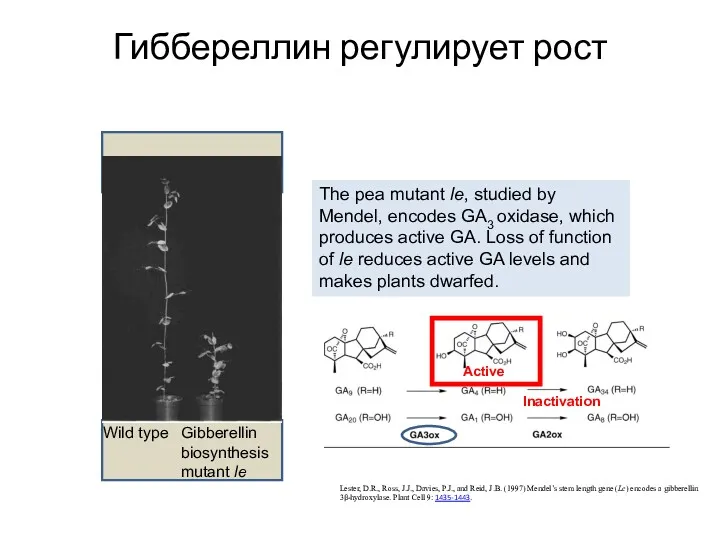 Гиббереллин регулирует рост Lester, D.R., Ross, J.J., Davies, P.J., and