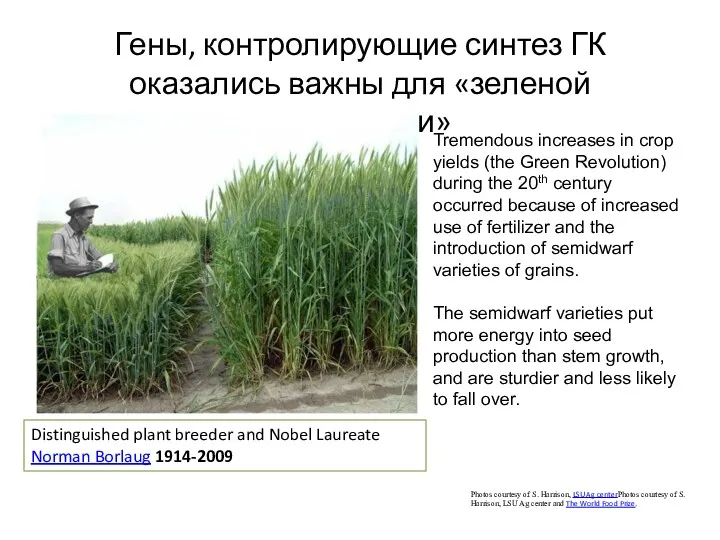 Гены, контролирующие синтез ГК оказались важны для «зеленой революции» Photos