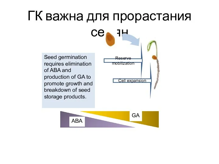 ГК важна для прорастания семян