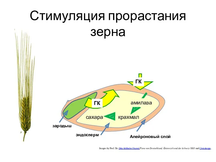 Стимуляция прорастания зерна Images by Prof. Dr. Otto Wilhelm Thomé