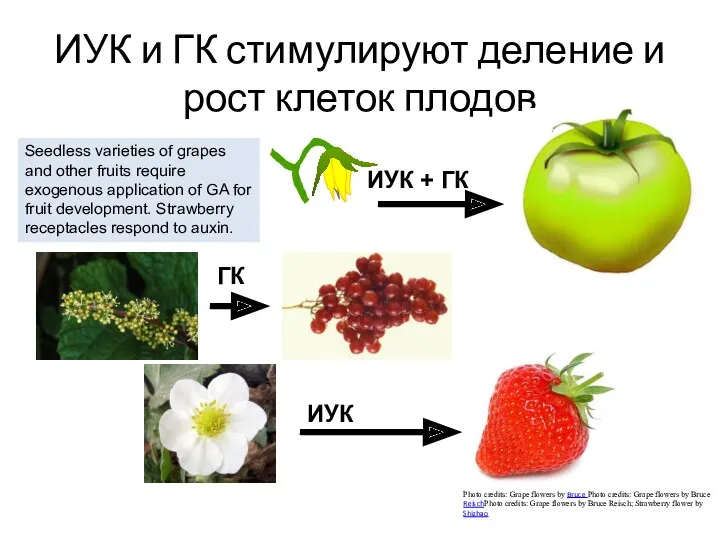 ИУК и ГК стимулируют деление и рост клеток плодов Seedless