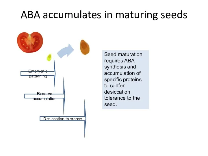 ABA accumulates in maturing seeds