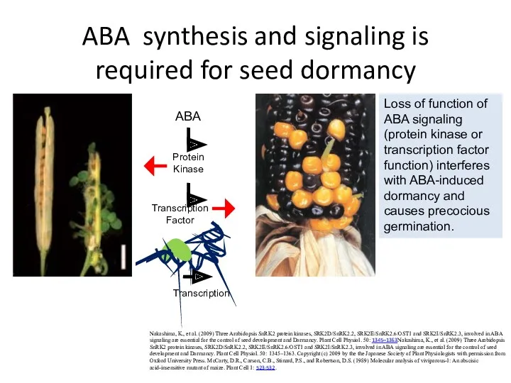 ABA synthesis and signaling is required for seed dormancy Nakashima,