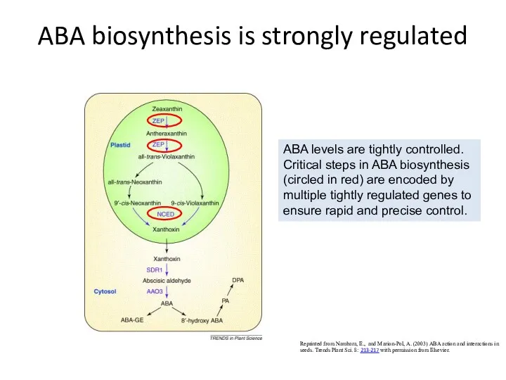 ABA biosynthesis is strongly regulated Reprinted from Nambara, E., and