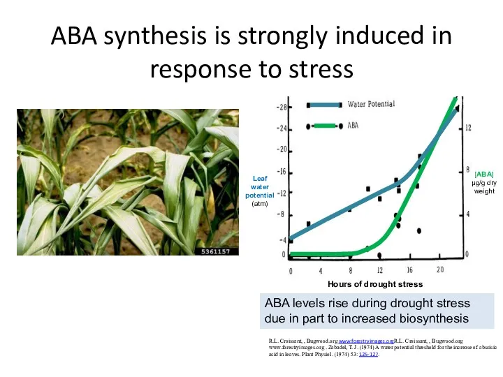 ABA synthesis is strongly induced in response to stress R.L.