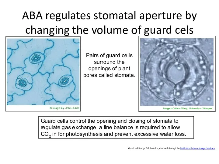 ABA regulates stomatal aperture by changing the volume of guard