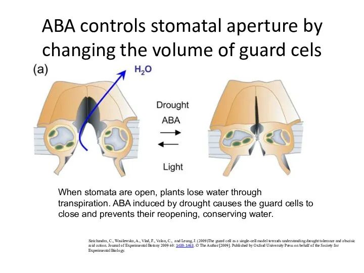 ABA controls stomatal aperture by changing the volume of guard